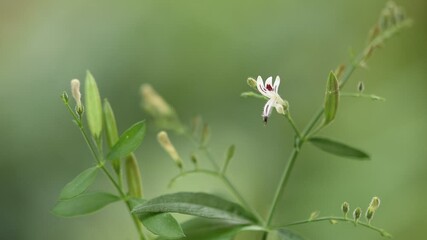 Wall Mural - Kariyat or Andrographis paniculata branch green leaves and flowers on natural background.