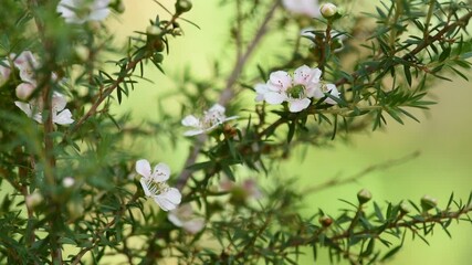 Wall Mural - Pink manuka flowers on natural background.