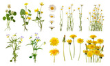 A collection of spring flowers, including dandelion, daisy, buttercups, captured in detail. Fowers on white background. Flat lay, top view. Perfect for floral designs, botanical art.