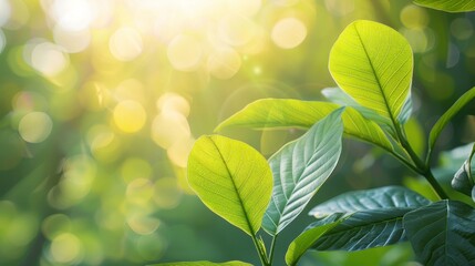 Wall Mural - Fresh spring foliage with morning light streaming through leaves, creating a serene natural backdrop ideal for wellness, ecology, and sustainable lifestyle projects.