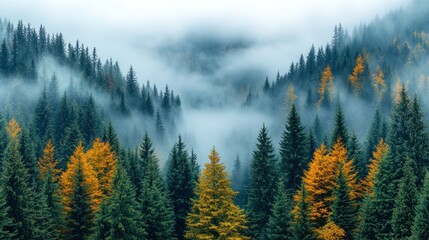 Canvas Print - Autumn Foggy Mountain Forest