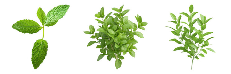 Wall Mural - Fresh Green Herbs Displayed on a White  Isolated on transparent background