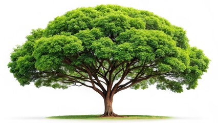 Lush Green Tree on White Background
