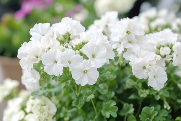 Wall Mural - A close-up shot of beautiful white flowers in a pot, perfect for decorative or editorial use