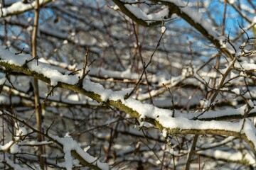 Wall Mural - The snow-covered tree branches glistening under the soft winter light.