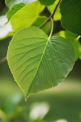 A detailed view of a leaf on a tree branch, perfect for nature and botanical uses