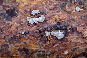 Mushrooms growing on a dead tree in the autumn forest. Fungus on the bark of a pine in the forest. Splitgill mushroom, schizophyllum commune