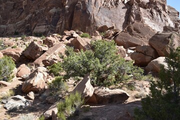 Wall Mural - Rocky desert landscape with scattered green shrubs and large boulders. Colorado National Monument