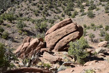 Wall Mural - Unique rock formation in sunlight surrounded by green shrubs. Colorado National Monument, USA