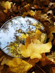 Wall Mural - Autumn Leaves and Sky Reflection