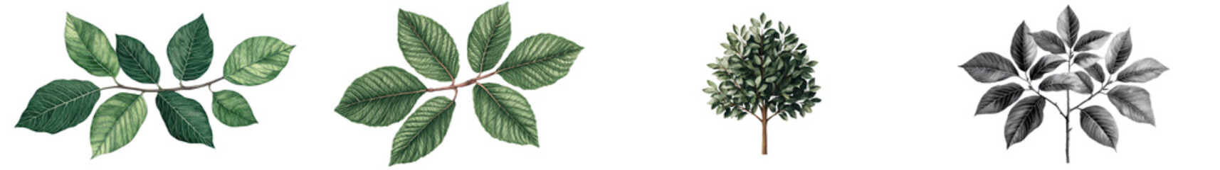 Vibrant green leaves lush foliage and natural botanical background  Organic plant textures and fresh spring or summer nature imagery