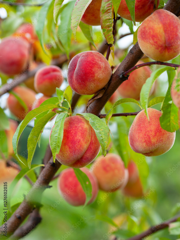 The peach - Prunus persica - is a fruit bearing tree. Red, ripe peaches ...