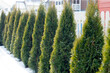© vectorass - junipers growing as living fence