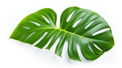 Wall Mural - green tropical plant isolate