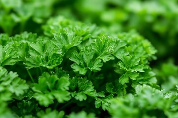 Close-up of vibrant green parsley leaves, fresh from the garden.