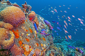 Wall Mural - Caribbean coral garden, Bonaire