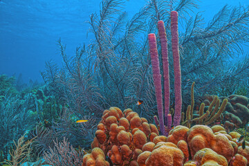 Wall Mural - Caribbean coral garden, Bonaire