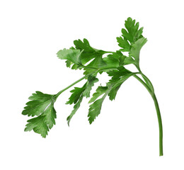 Fresh parsley sprig in air isolated on white