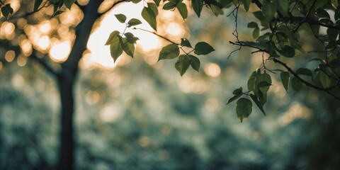 Wall Mural - Close-up of green leaves illuminated by sunlight with blurred forest background during golden hour. Natural outdoor setting.