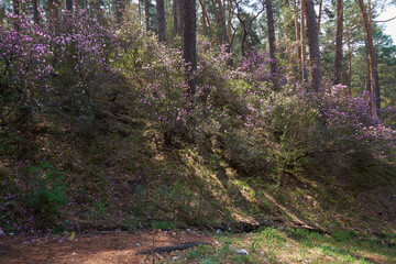 Wall Mural - Rhododendron dauricum bushes with flowers (popular names bagulnik; maralnik) in pine forest.