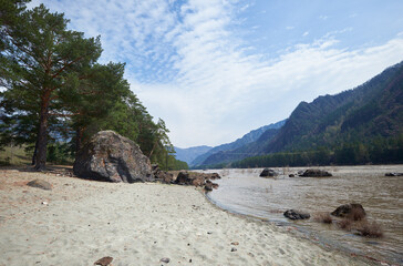 Wall Mural - Sandy beach on the bank of Altai river Katun.