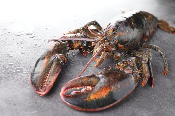 Sticker - Raw lobster on grey textured table with water drops, closeup