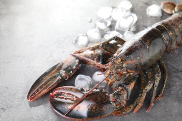 Sticker - Raw lobster and ice cubes on grey textured table, closeup