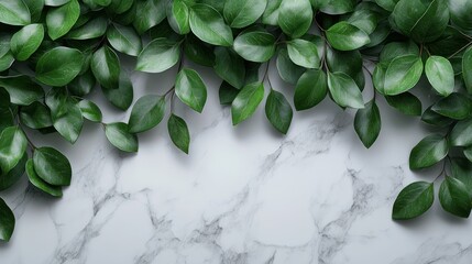 Wall Mural - Fresh leaves on marble, nature, background