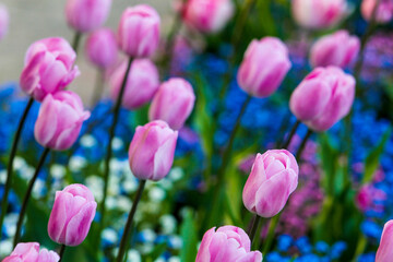 Wall Mural - fANATSTIC TULIP FIELDS WITH   FORGET-ME-NOT FLOWERS AS UNDERCOAT