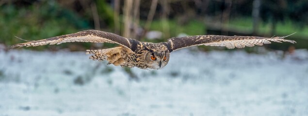 Wall Mural - Majestic Owl in Flight