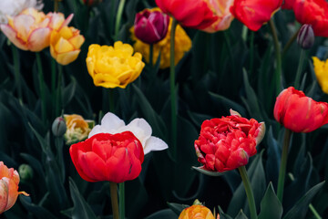 Wall Mural - Beautiful colorful terry tulips in full bloom in the garden, close-up view. Floral background. Natural texture.