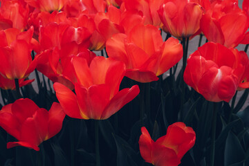 Wall Mural - Beautiful fresh tulip flowers in full bloom in the garden, close up view. Floral spring texture for background.