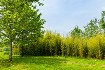 Wall Mural - Ornithological park is located in Adler (Sirius). Tall, slender bamboo trunks rise gracefully from lush green field. Blue sky adds to tranquil. This environment is habitat for various bird species