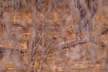Wall Mural - cheetah hidden in the bush. dry season in the nature, chobe nb in botswana. animal in fire burnt pla