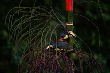 Wall Mural - toucan on the rec palm. collared aracari, pteroglossus torquatus, bird with big bill. bird sitting o