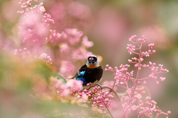 Wall Mural - Tropic wildlife, bird in pink flower fruits. Exotic bird from tropic forest. Golden-hooded Tanager, Tangara larvata, exotic tropical blue bird eating fruits from Costa Rica. Wildlife nature.