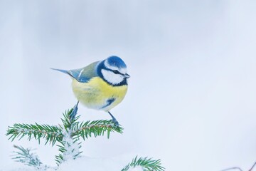 Wall Mural - A beautiful blue tit sits on spruce twig.  Winter scene with colorful titmouse. Cyanistes caeruleus