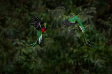 Wall Mural - Bird fight, Costa Rica. Flying Resplendent Quetzal, with green forest in background. Magnificent sacred green and red bird. Action flight moment with Quetzal, beautiful exotic tropic bird.