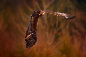 Wall Mural - Golden eagle flying above the orange autumn meadow. Big bird of prey with open wings. Eagle fly from, Slovakia, Europe. Wildlife scene from nature.