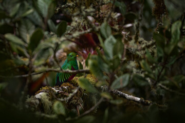 Wall Mural - Quetzal in dark tropic forest, Pharomachrus mocinno, from  nature Costa Rica. Magnificent sacred mystic green and red bird. Resplendent Quetzal in jungle habitat. Wildlife scene from Costa Rica.