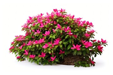 Wall Mural - Flower plant petal shrub.