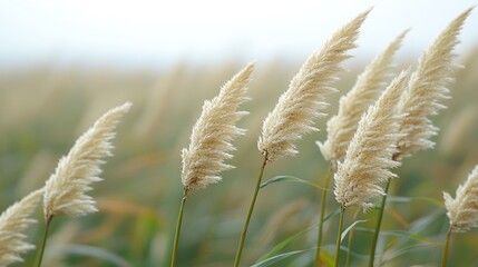 Sticker - Windswept Pampas Grass Field