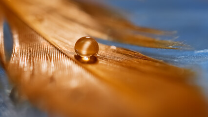 Wall Mural - beautiful macro of golden feather with dew or water drop on blue background, dreamy romantic art bac
