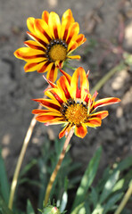 Wall Mural - Gazania is blooming in the flower garden