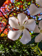 White oleander flower on a colorful natural background on a sunny day.