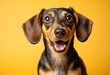 © Giuseppe Cammino - A Dachshund looking shocked with an exaggerated expression and open mouth