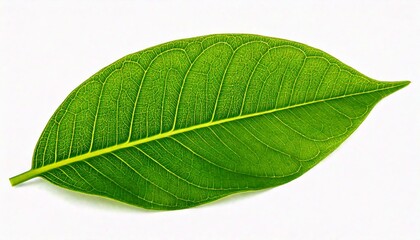 Green Coca Leaf Isolated on a White Background