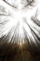 Wall Mural - Looking up through leafless aspen trees with the sun on the horizon and a rough trail. Transparent sky.
