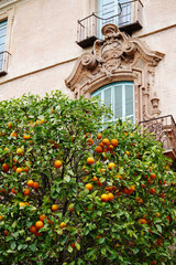 Wall Mural - An orange tree in old town in Murcia, Spain