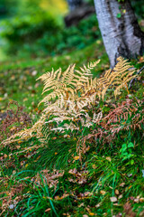 Wall Mural - Yellow ferns in grass at fall.